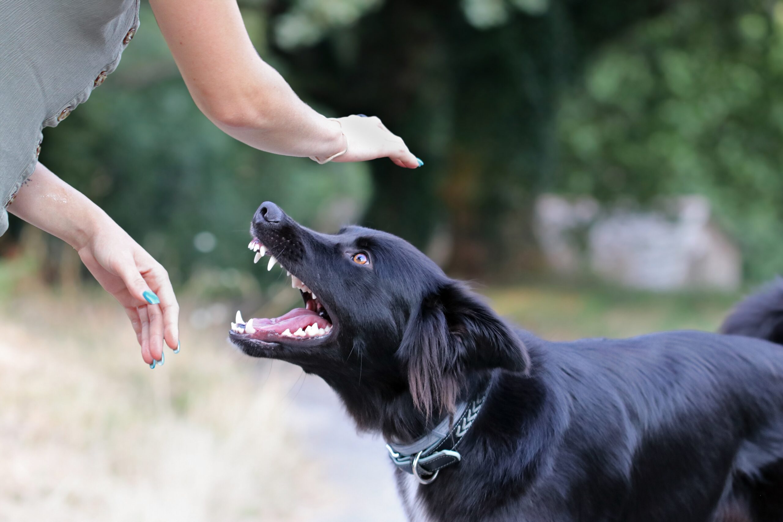 Agressive,Dog,Attacking,A,Young,Caucasian,Woman.,Black,And,White Dog Attack Attorney